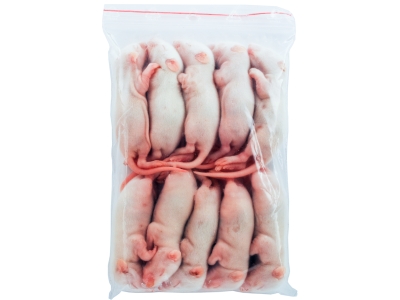 Ratte Baby 10 Tage - Ratten Baby 11-20g als Frostfutter